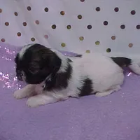 BRYNLEE, a female Shih Tzu for sale in Arlington, WA – Photo 5 of 9