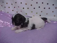 BRYNLEE, a female Shih Tzu for sale in Arlington, WA – Photo 5 of 9