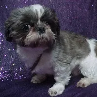 BRYNLEE, a female Shih Tzu for sale in Arlington, WA – Photo 9 of 9
