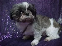 BRYNLEE, a female Shih Tzu for sale in Arlington, WA – Photo 9 of 9