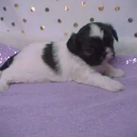 BRYNLEE, a female Shih Tzu for sale in Arlington, WA – Photo 6 of 9