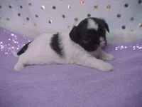 BRYNLEE, a female Shih Tzu for sale in Arlington, WA – Photo 6 of 9