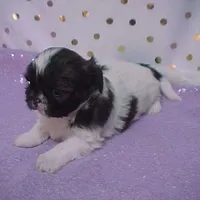 BRYNLEE, a female Shih Tzu for sale in Arlington, WA – Photo 1 of 9
