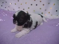 BRYNLEE, a female Shih Tzu for sale in Arlington, WA – Photo 1 of 9