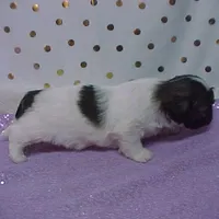 BRYNLEE, a female Shih Tzu for sale in Arlington, WA – Photo 3 of 9