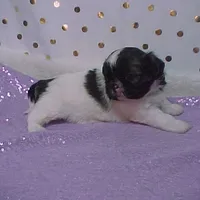 BRYNLEE, a female Shih Tzu for sale in Arlington, WA – Photo 2 of 9