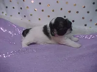 BRYNLEE, a female Shih Tzu for sale in Arlington, WA – Photo 2 of 9