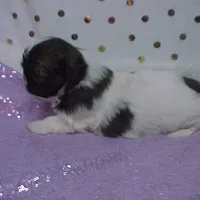 BRYNLEE, a female Shih Tzu for sale in Arlington, WA – Photo 4 of 9