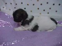 BRYNLEE, a female Shih Tzu for sale in Arlington, WA – Photo 4 of 9