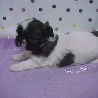 BRYNLEE, a female Shih Tzu for sale in Arlington, WA – Photo 7 of 9