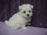 JACK, a male Maltese for sale in Arlington, WA – 6 of 9