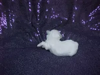 JADE, a female Maltese for sale in Arlington, WA – 3 of 8