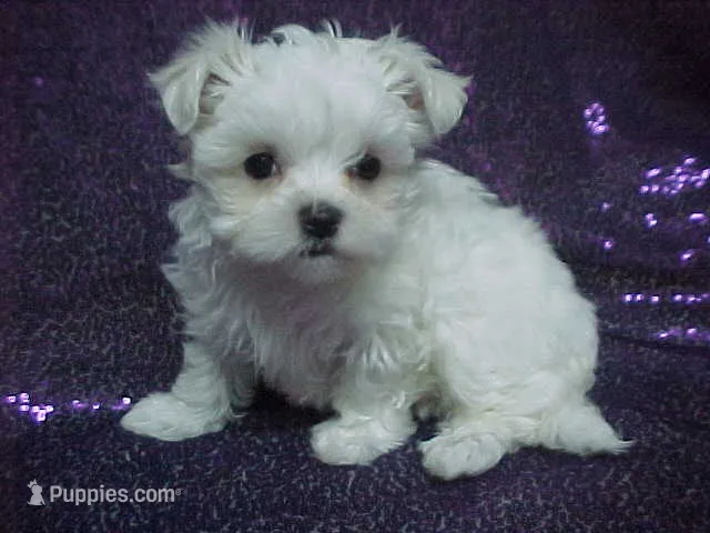 Patty – Maltese puppy for sale in Arlington, WA