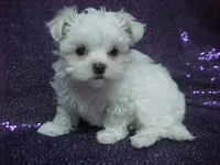 Patty, a female Maltese for sale in Arlington, WA – 1 of 9