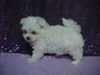 JACK, a male Maltese for sale in Arlington, WA – 2 of 9
