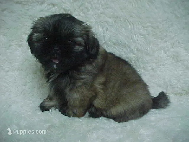 FIONA – Shih Tzu puppy for sale in Arlington, WA