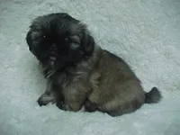 FIONA, a female Shih Tzu for sale in Arlington, WA – 1 of 9