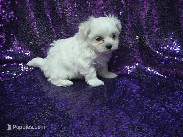 Princess – Maltese puppy for sale in Arlington, WA