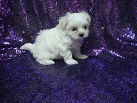 Princess, a female Maltese for sale in Arlington, WA – 1 of 3