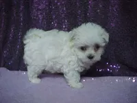 JACINDA , a female Maltese for sale in Arlington, WA – 5 of 9