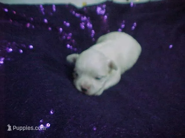 Marshal  – Maltese puppy for sale in Arlington, WA