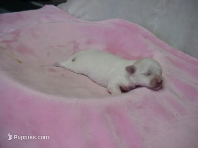 Marshal  – Maltese puppy for sale in Arlington, WA