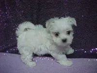 JADE, a female Maltese for sale in Arlington, WA – 3 of 9