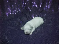 JAZMIN, a female Maltese for sale in Arlington, WA – 6 of 8