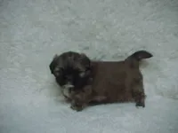 FLORENCE, a female Shih Tzu for sale in Arlington, WA – 6 of 10