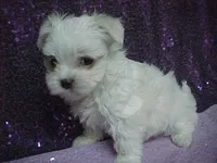JADE, a female Maltese for sale in Arlington, WA – 5 of 9