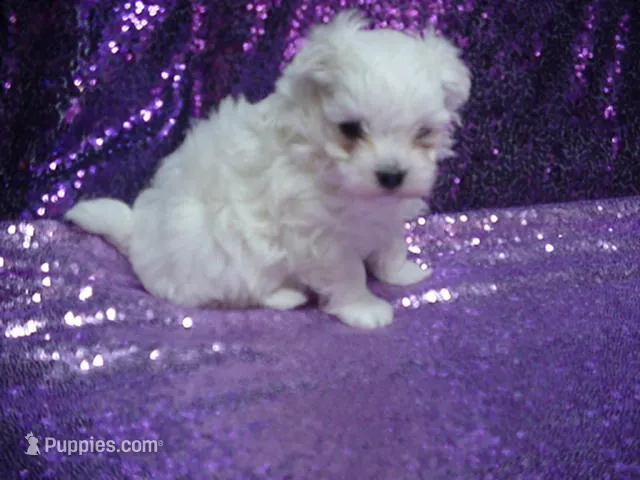 Misty – Maltese puppy on hold in Arlington, WA