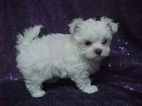 Patty, a female Maltese for sale in Arlington, WA – 5 of 9
