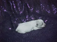 JACKIE, a female Maltese for sale in Arlington, WA – 3 of 8