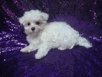 Misty, a female Maltese for sale in Arlington, WA – 2 of 4