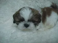 FRANK, a male Shih Tzu for sale in Arlington, WA – 5 of 9