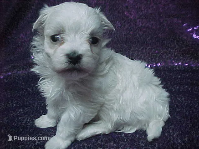 JAZMIN – Maltese puppy for sale in Arlington, WA