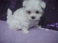 JACK, a male Maltese for sale in Arlington, WA – 4 of 9