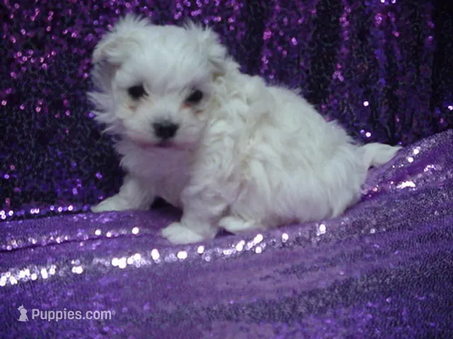Marshal  – Maltese puppy for sale in Arlington, WA