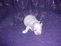 JACKIE, a female Maltese for sale in Arlington, WA – 4 of 8