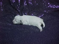 JADE, a female Maltese for sale in Arlington, WA – 5 of 8