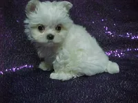 Princess, a female Maltese for sale in Arlington, WA – 3 of 8