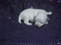 JAZMIN, a female Maltese for sale in Arlington, WA – 2 of 8