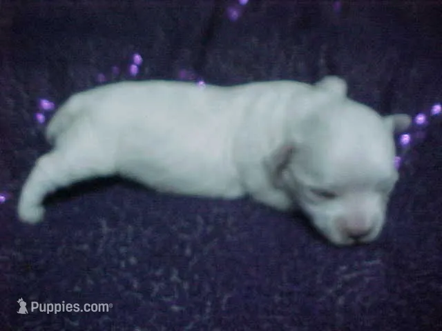 Justin – Maltese puppy for sale in Arlington, WA
