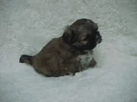 FLORENCE, a female Shih Tzu for sale in Arlington, WA – 8 of 10
