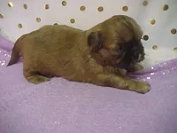 BLAIR, a female Shih Tzu for sale in Arlington, WA – Photo 4 of 9