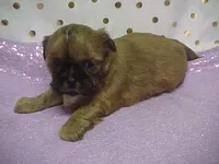 BLAIR, a female Shih Tzu for sale in Arlington, WA – Photo 1 of 9