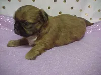 BLAIR, a female Shih Tzu for sale in Arlington, WA – Photo 2 of 9