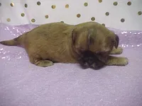 BLAIR, a female Shih Tzu for sale in Arlington, WA – Photo 5 of 9