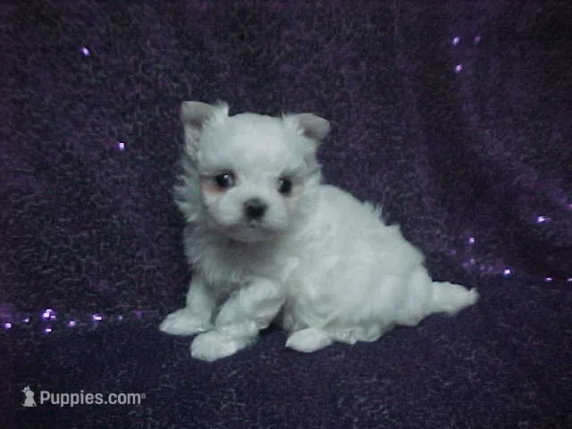 Princess – Maltese puppy for sale in Arlington, WA