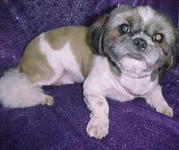 FLORENCE, a female Shih Tzu for sale in Arlington, WA – 10 of 10
